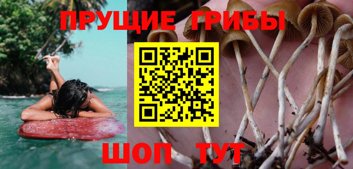 Галлюциногенные грибы GOLDEN TEACHER Екатеринбург